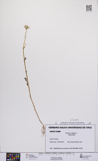 Senecio vulgaris [Espécimen: UCH:AGUCH:0024399]