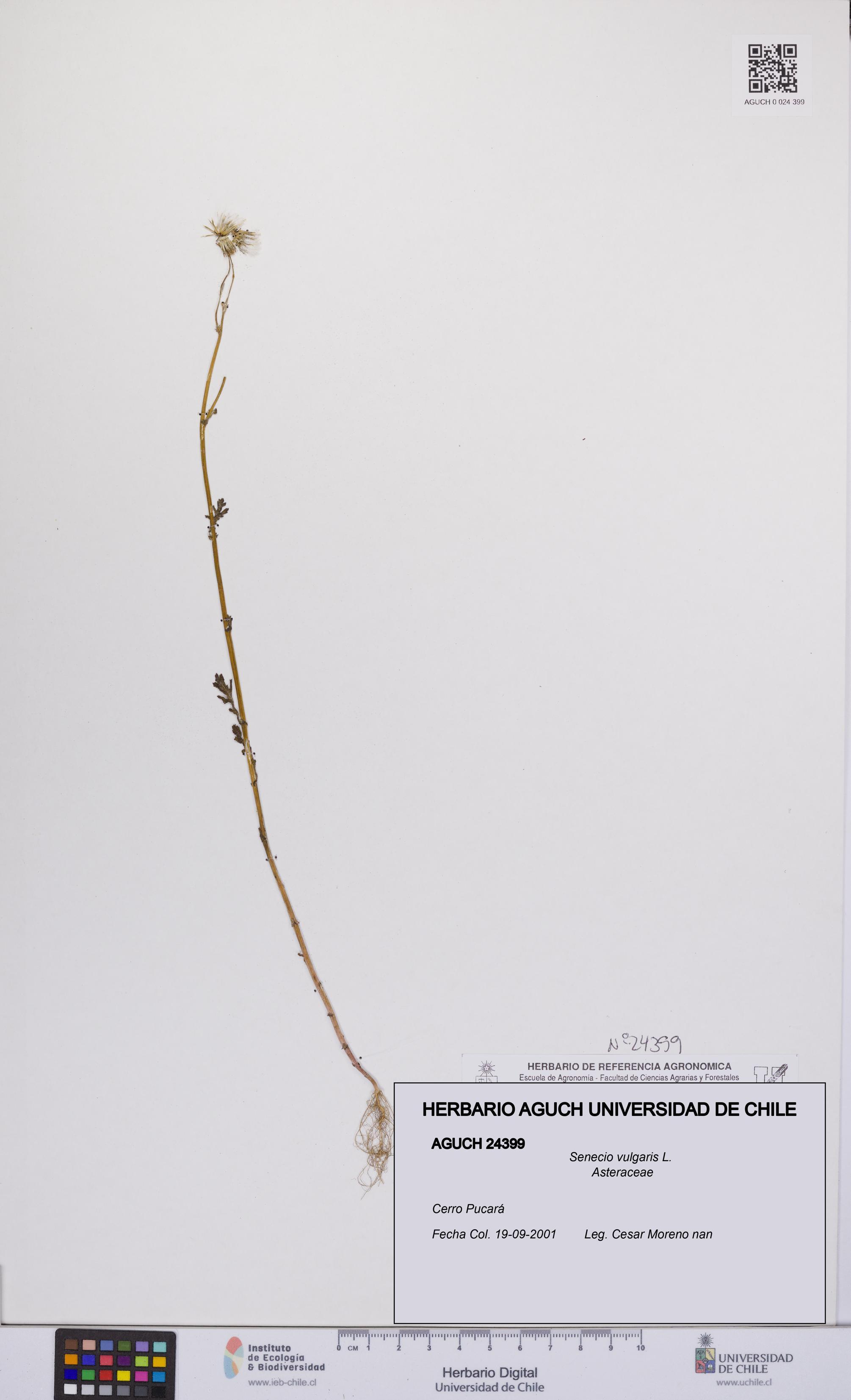 Senecio vulgaris [Espécimen: UCH:AGUCH:0024399]