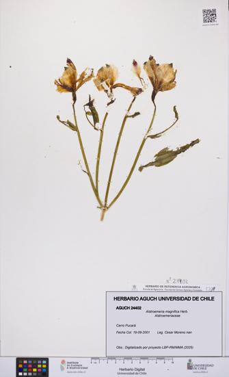 Alstroemeria magnifica [Espécimen: UCH:AGUCH:0024402]