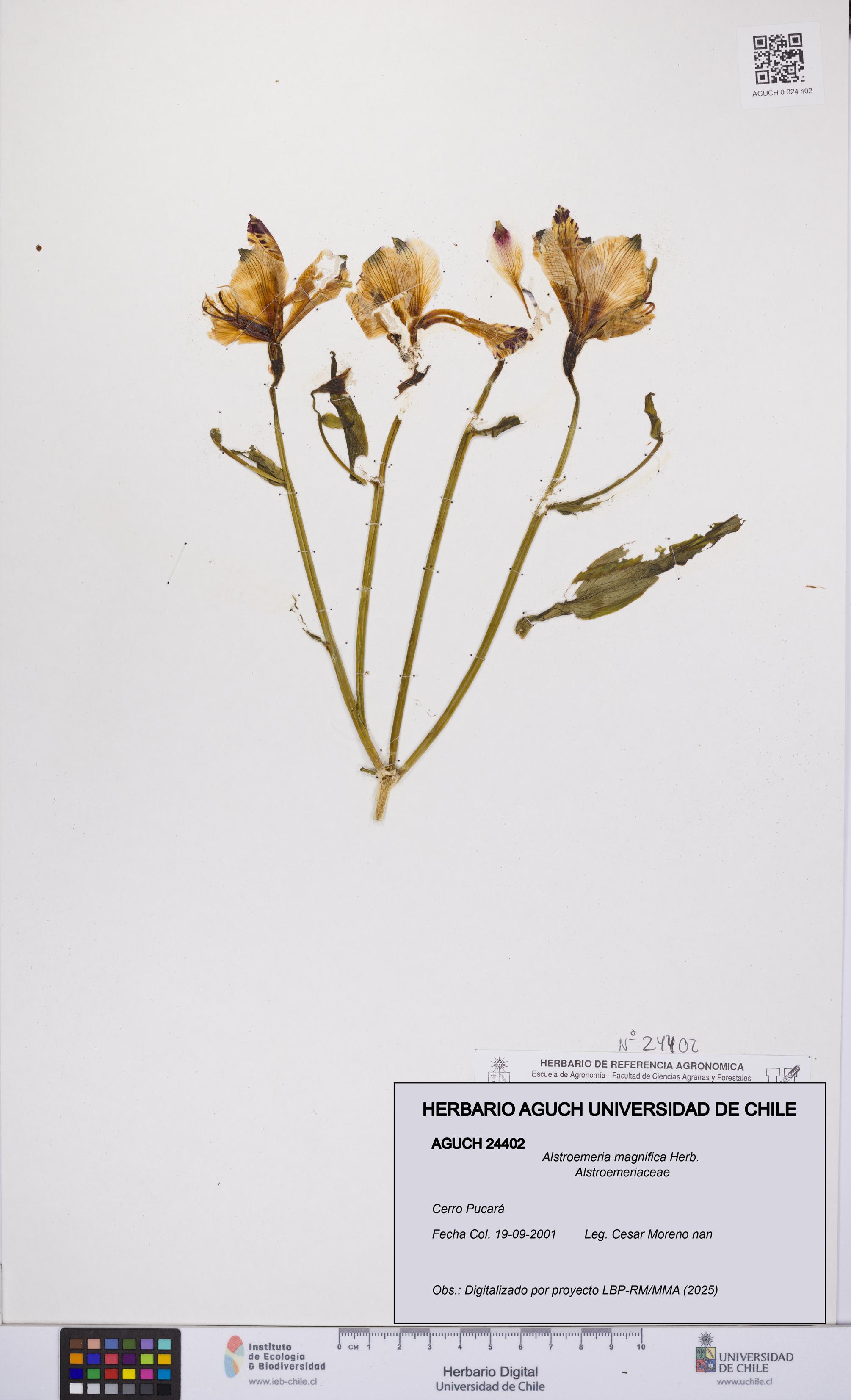 Alstroemeria magnifica [Espécimen: UCH:AGUCH:0024402]
