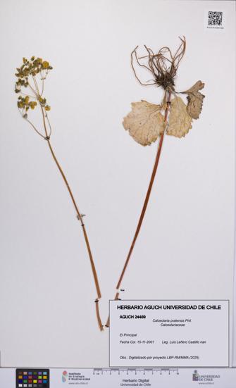 Calceolaria pratensis [Espécimen: UCH:AGUCH:0024469]