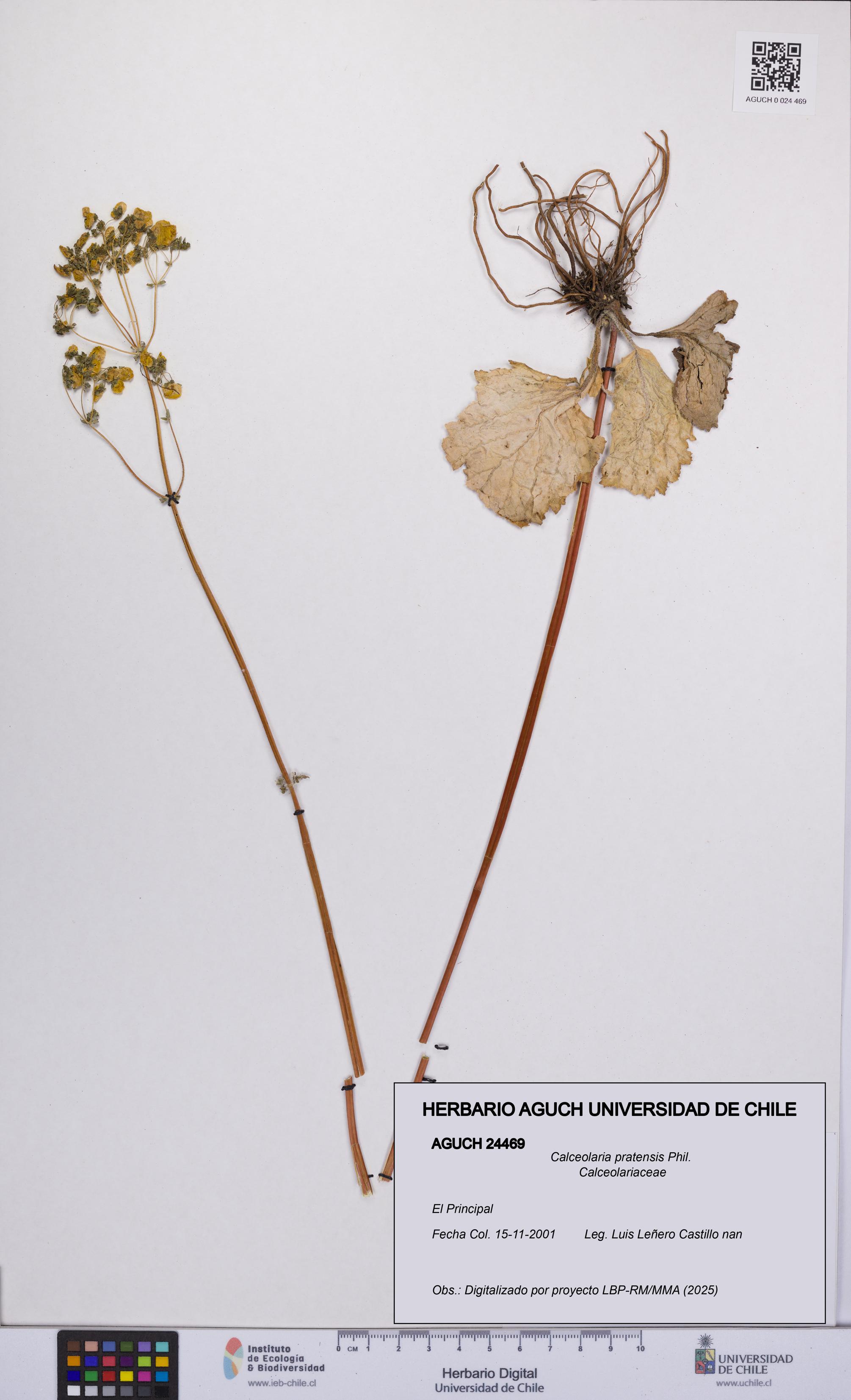 Calceolaria pratensis [Espécimen: UCH:AGUCH:0024469]