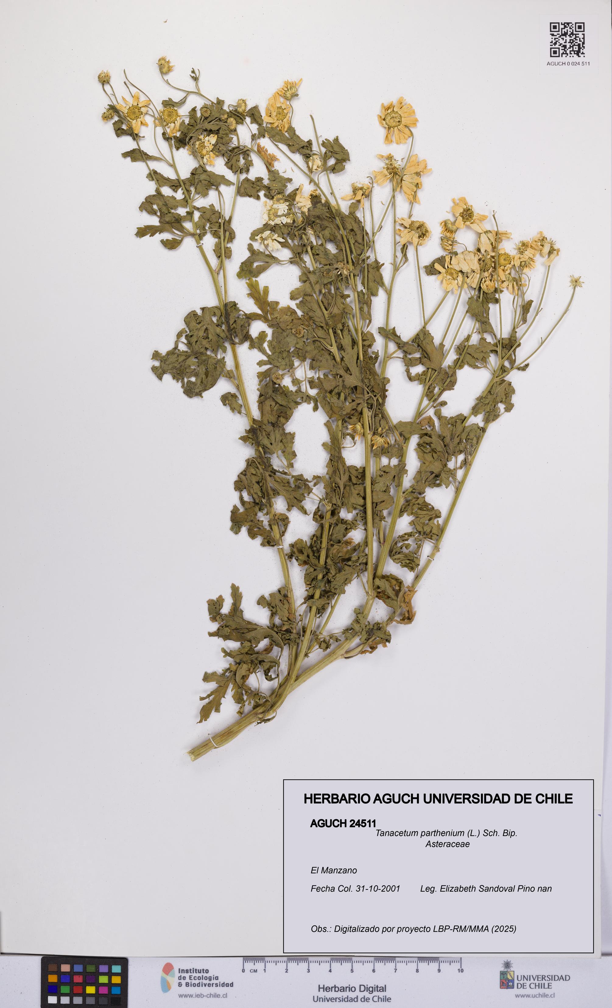 Tanacetum parthenium [Espécimen: UCH:AGUCH:0024511]