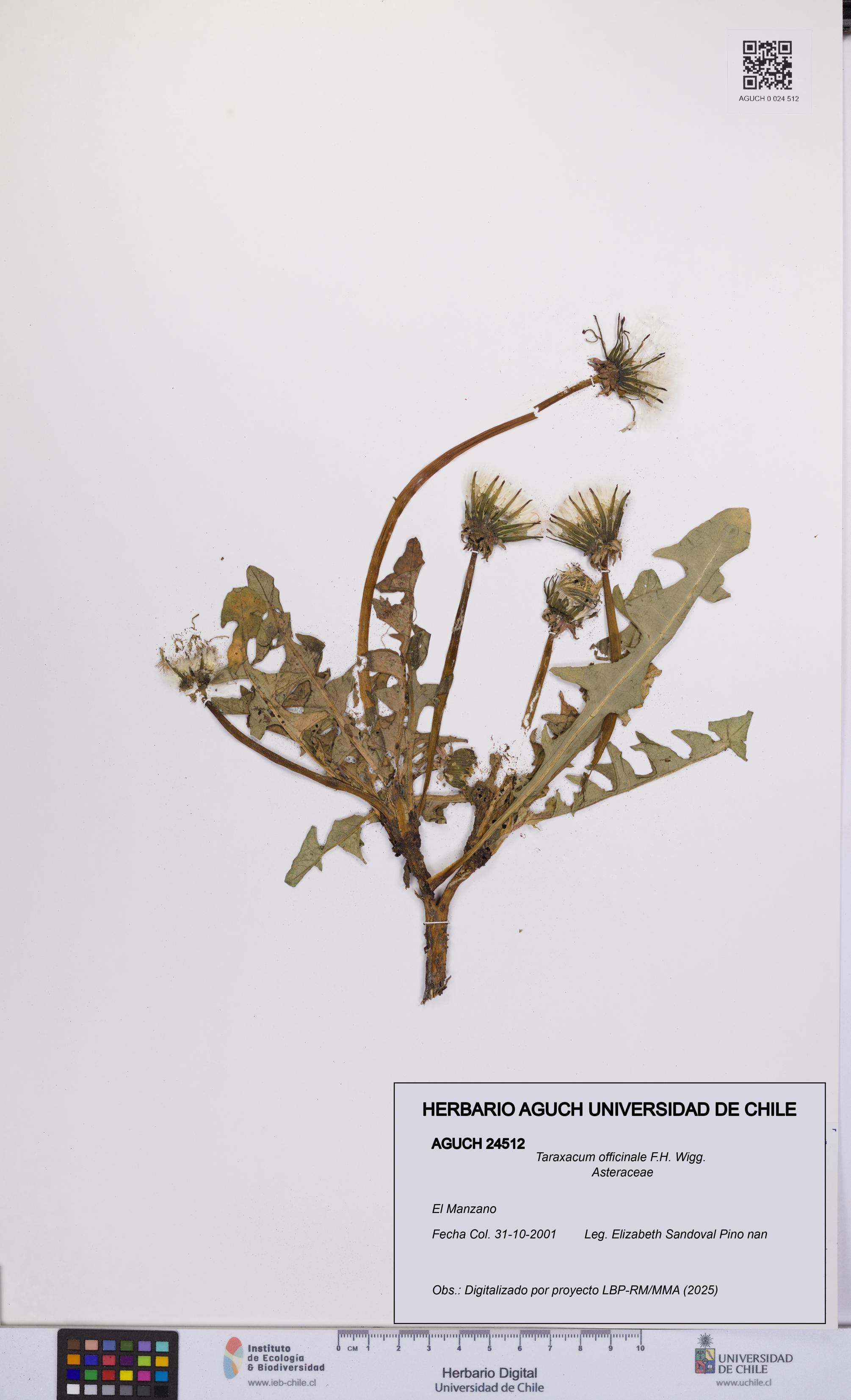 Taraxacum officinale [Espécimen: UCH:AGUCH:0024512]