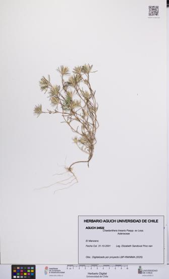 Chaetanthera linearis [Espécimen: UCH:AGUCH:0024522]