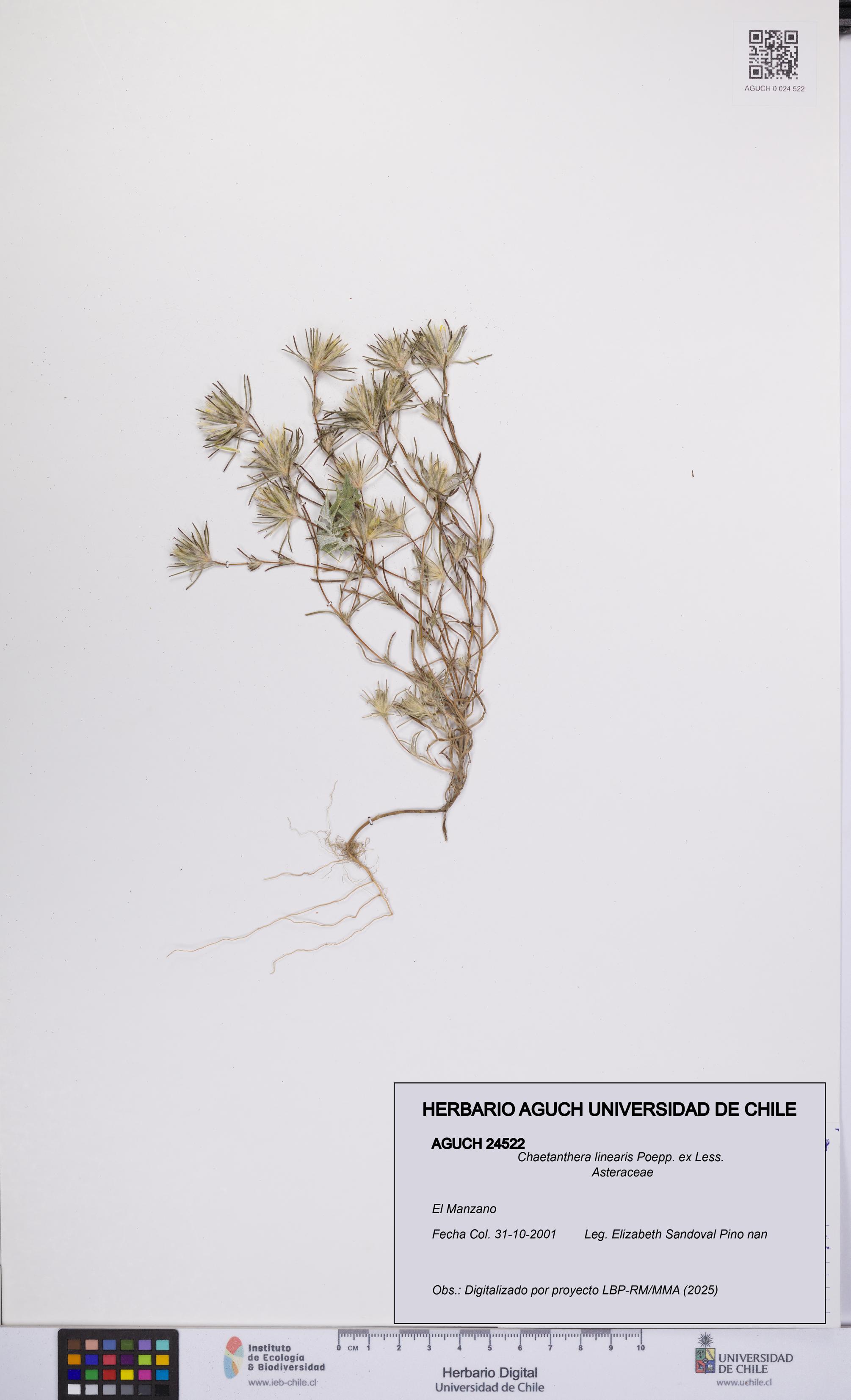 Chaetanthera linearis [Espécimen: UCH:AGUCH:0024522]