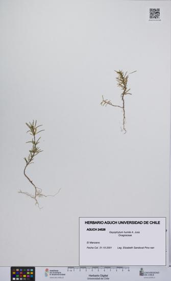Gayophytum humile [Espécimen: UCH:AGUCH:0024526]