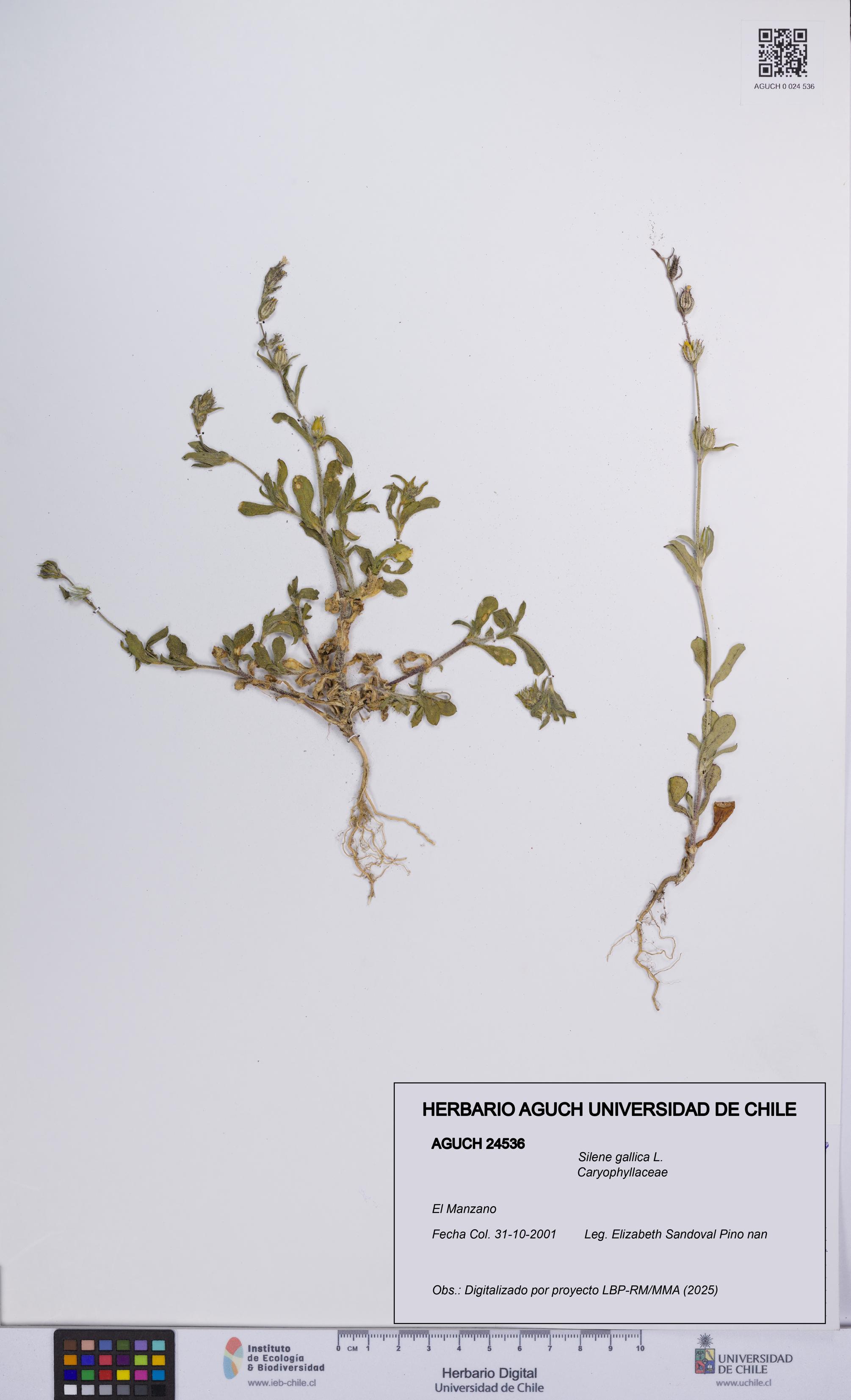 Silene gallica [Espécimen: UCH:AGUCH:0024536]