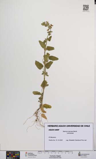Stachys macraei [Espécimen: UCH:AGUCH:0024537]