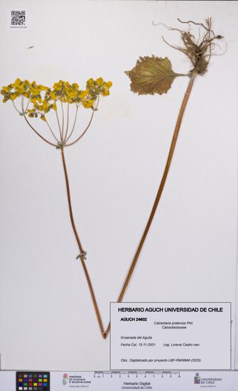 Calceolaria pratensis [Espécimen: UCH:AGUCH:0024602]