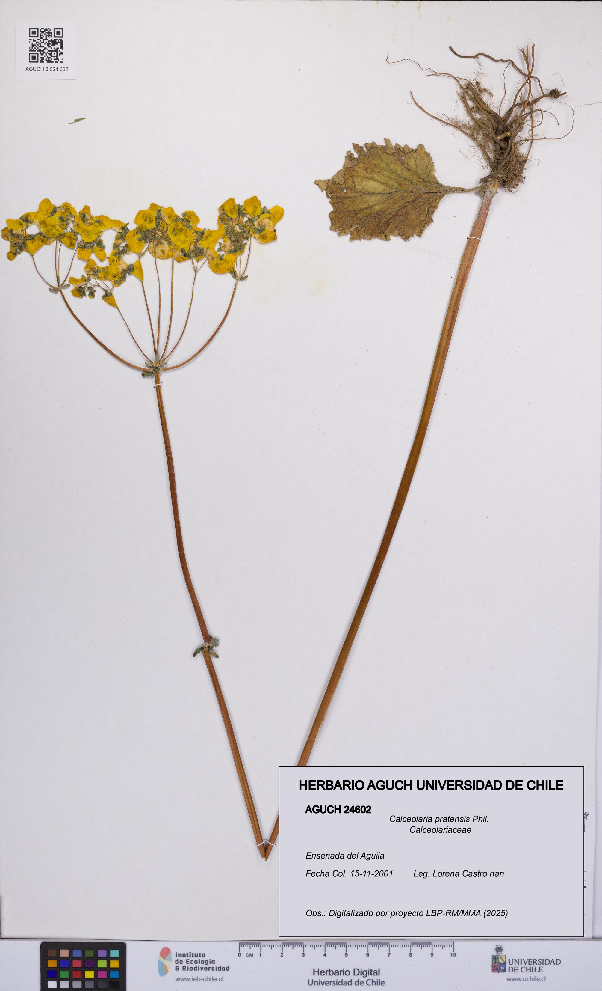 Calceolaria pratensis [Espécimen: UCH:AGUCH:0024602]