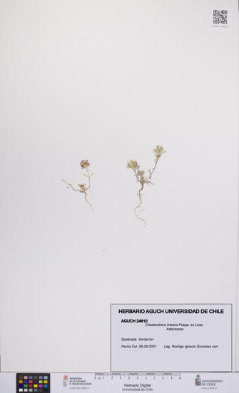 Chaetanthera linearis [Espécimen: UCH:AGUCH:0024610]