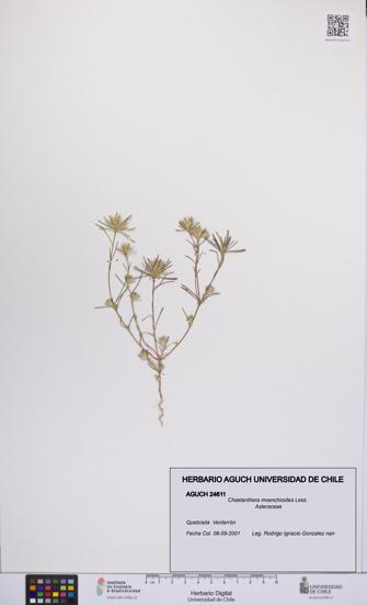 Chaetanthera moenchioides [Espécimen: UCH:AGUCH:0024611]