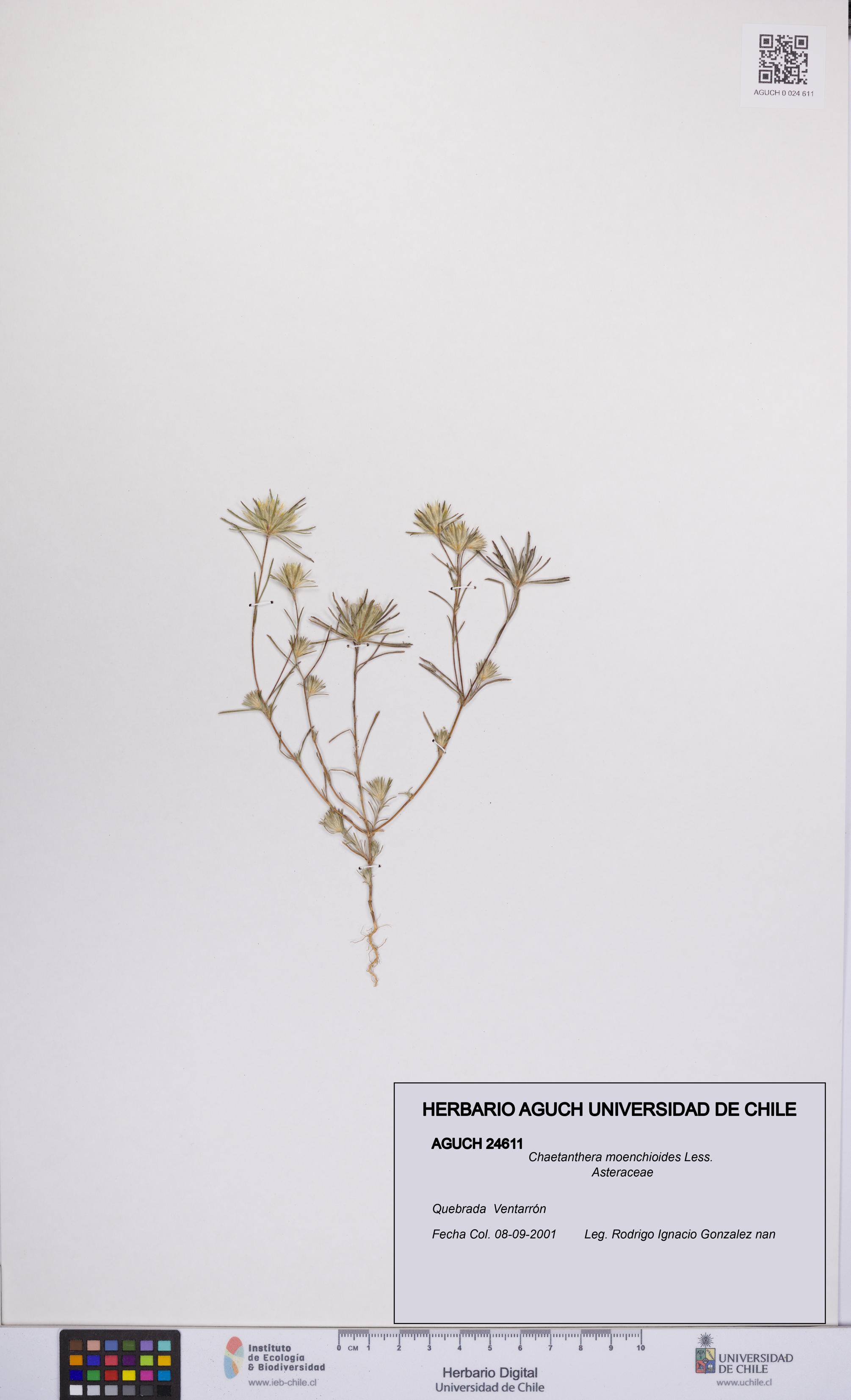 Chaetanthera moenchioides [Espécimen: UCH:AGUCH:0024611]