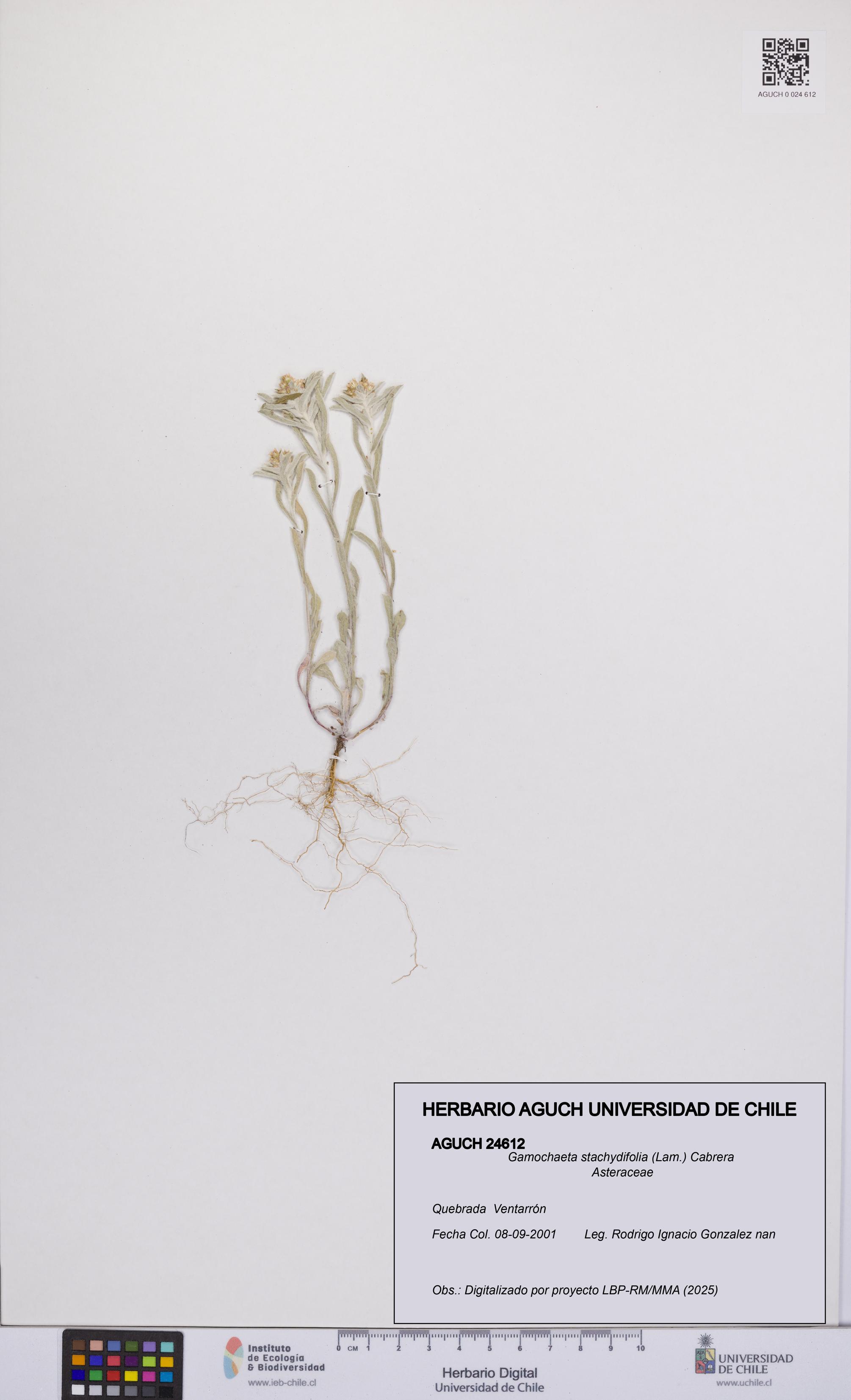 Gamochaeta stachydifolia [Espécimen: UCH:AGUCH:0024612]