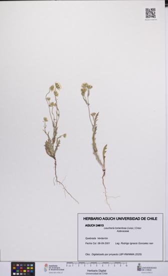 Leucheria tomentosa [Espécimen: UCH:AGUCH:0024613]