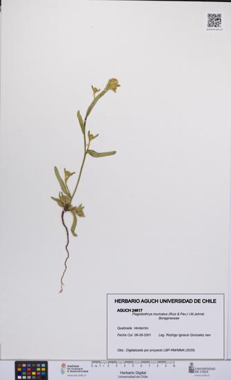 Plagiobothrys muricatus [Espécimen: ]