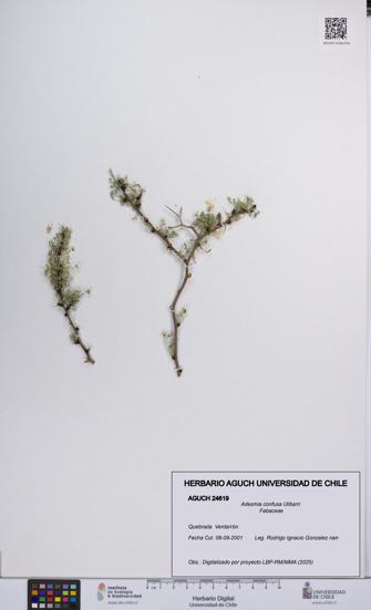 Adesmia confusa [Espécimen: UCH:AGUCH:0024619]