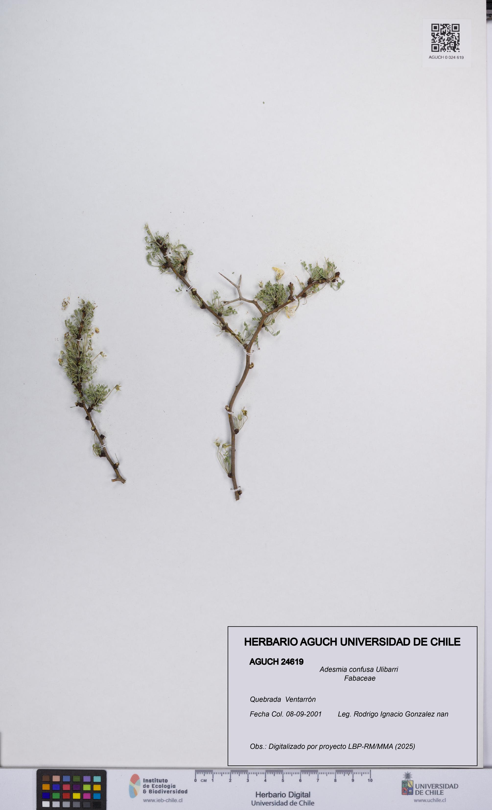 Adesmia confusa [Espécimen: UCH:AGUCH:0024619]