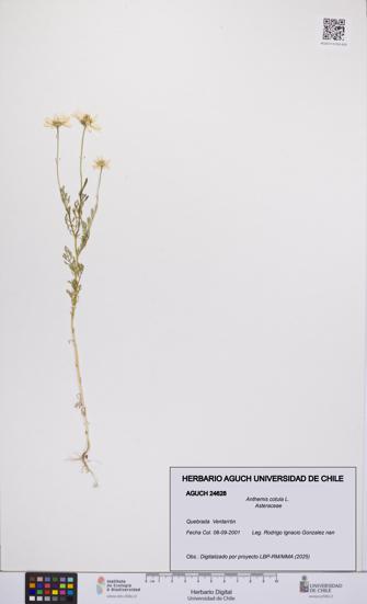Anthemis cotula [Espécimen: UCH:AGUCH:0024628]
