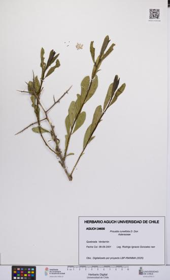 Proustia cuneifolia [Espécimen: UCH:AGUCH:0024630]