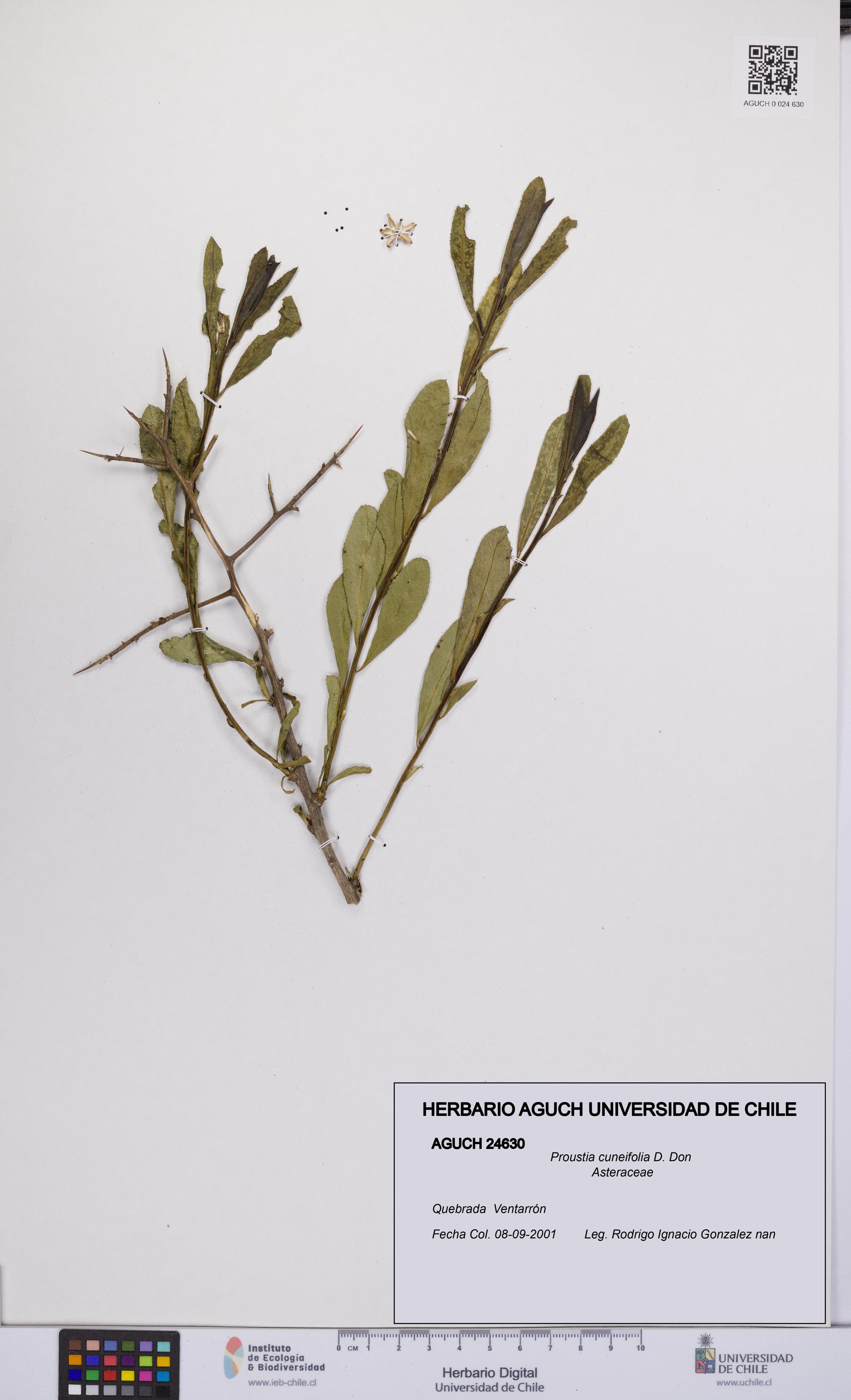 Proustia cuneifolia [Espécimen: UCH:AGUCH:0024630]