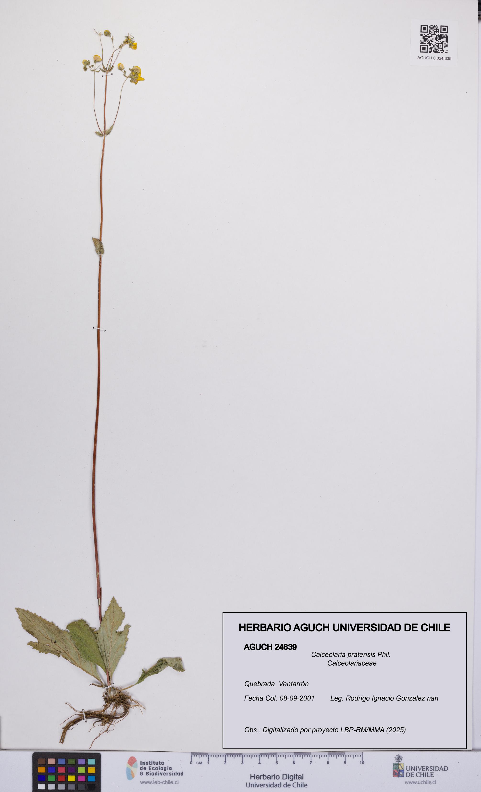 Calceolaria pratensis [Espécimen: UCH:AGUCH:0024639]