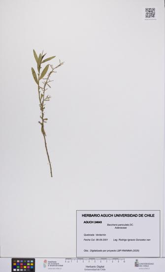 Baccharis paniculata [Espécimen: UCH:AGUCH:0024643]