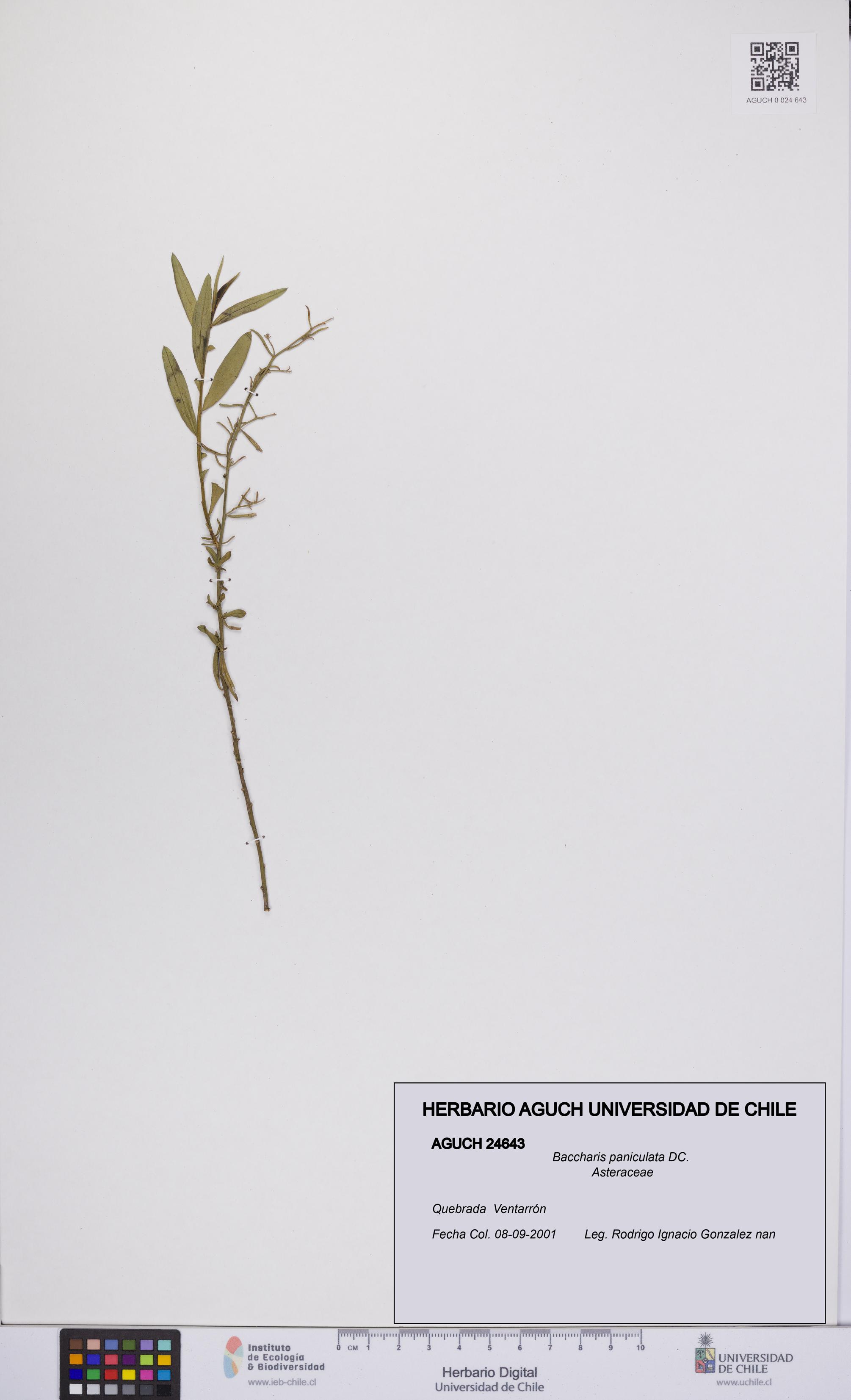 Baccharis paniculata [Espécimen: UCH:AGUCH:0024643]