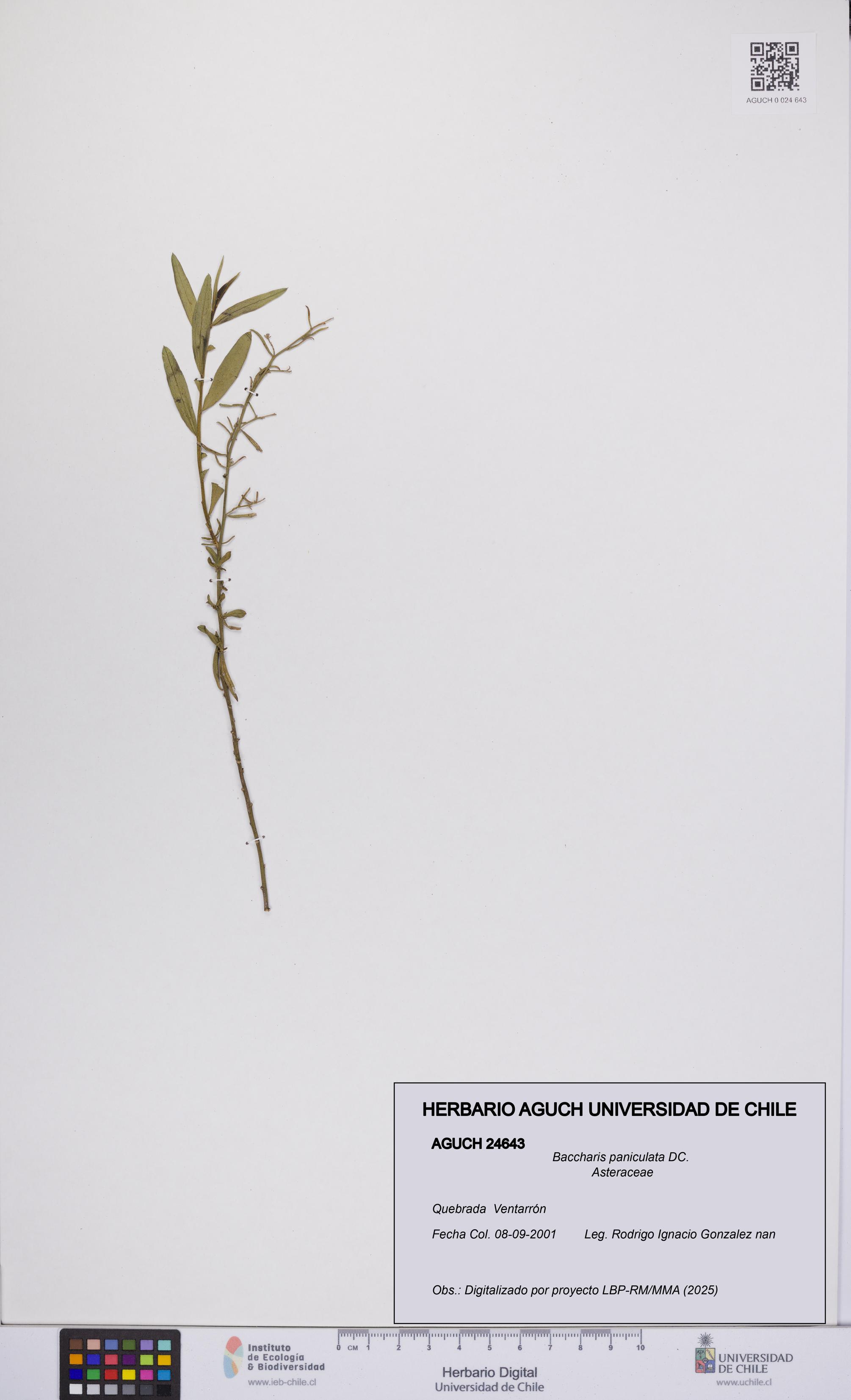 Baccharis paniculata [Espécimen: UCH:AGUCH:0024643]
