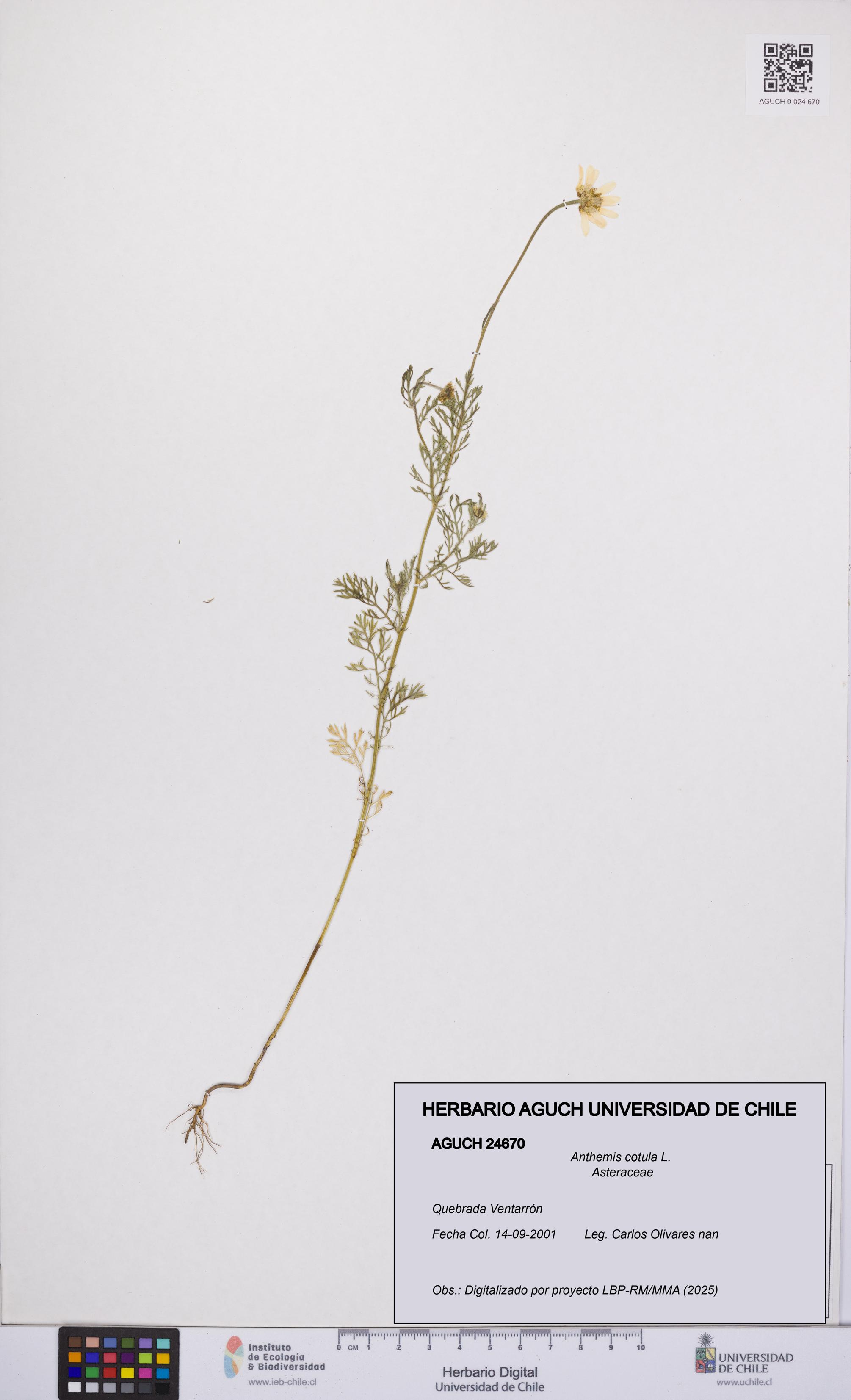 Anthemis cotula [Espécimen: UCH:AGUCH:0024670]