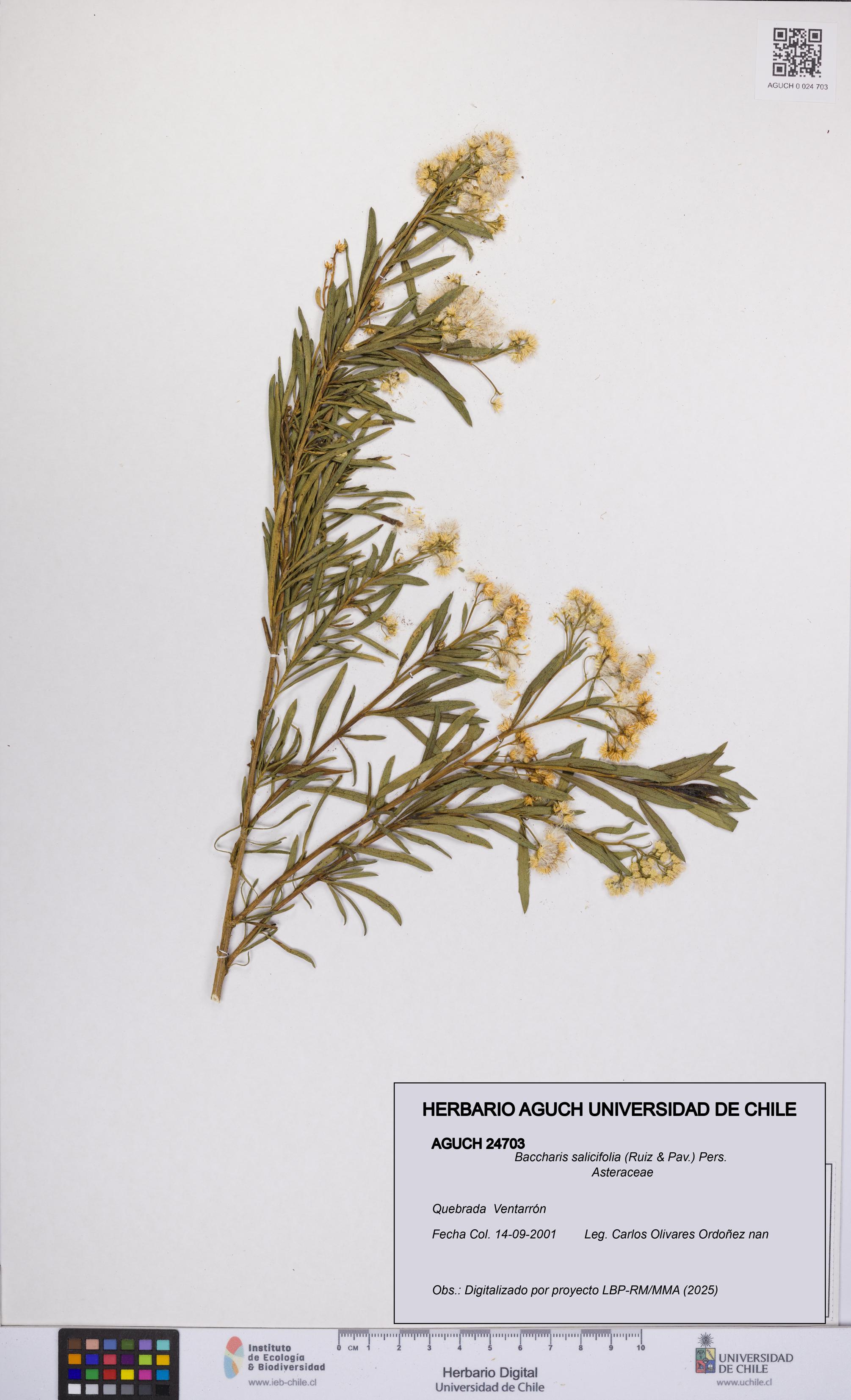 Baccharis salicifolia [Espécimen: UCH:AGUCH:0024703]