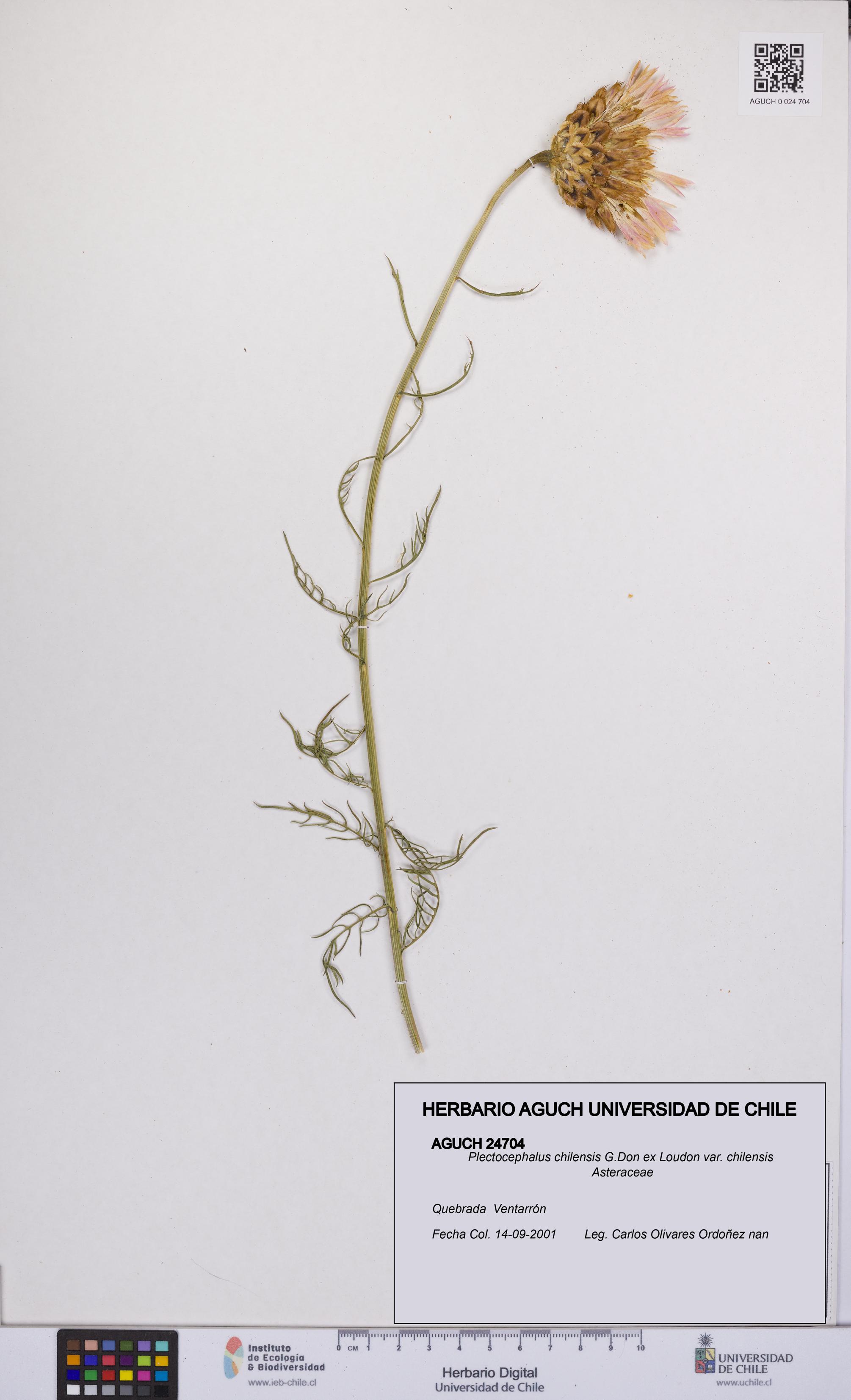 Plectocephalus chilensis var. chilensis [Espécimen: UCH:AGUCH:0024704]