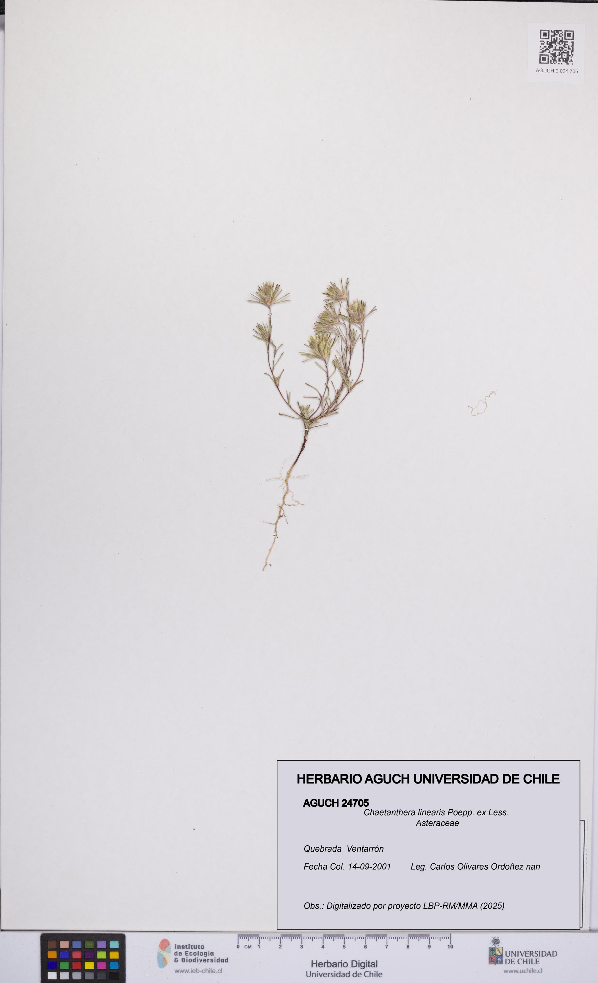 Chaetanthera linearis [Espécimen: UCH:AGUCH:0024705]