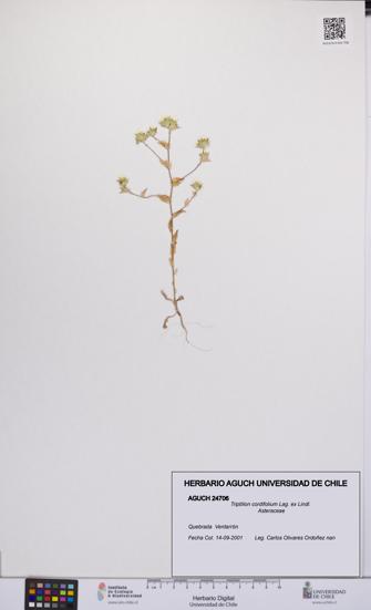 Triptilion cordifolium [Espécimen: UCH:AGUCH:0024706]