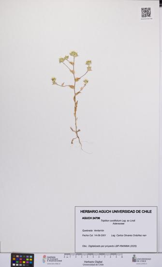 Triptilion cordifolium [Espécimen: UCH:AGUCH:0024706]