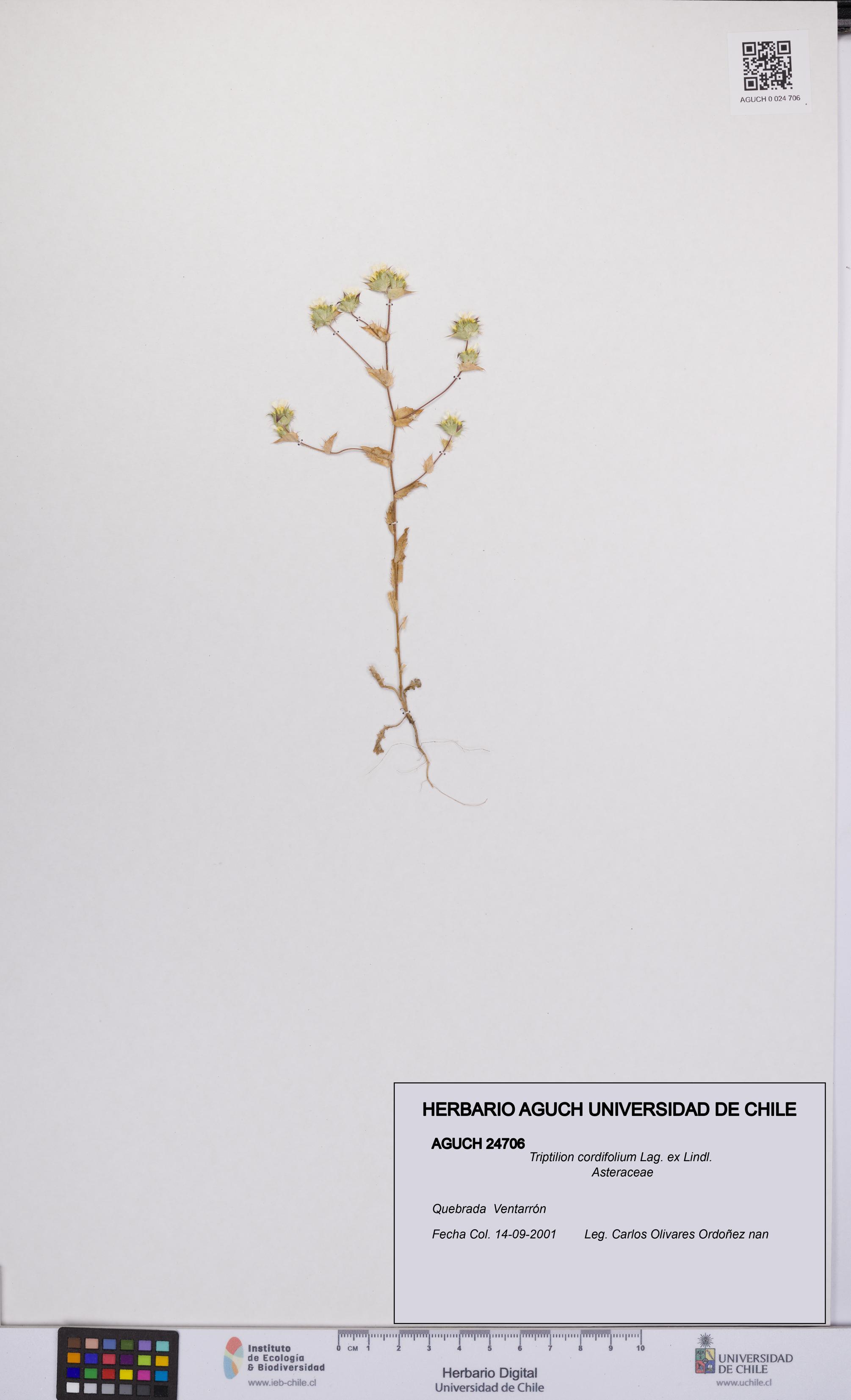 Triptilion cordifolium [Espécimen: UCH:AGUCH:0024706]