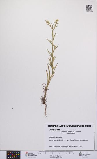 Cryptantha linearis [Espécimen: UCH:AGUCH:0024708]