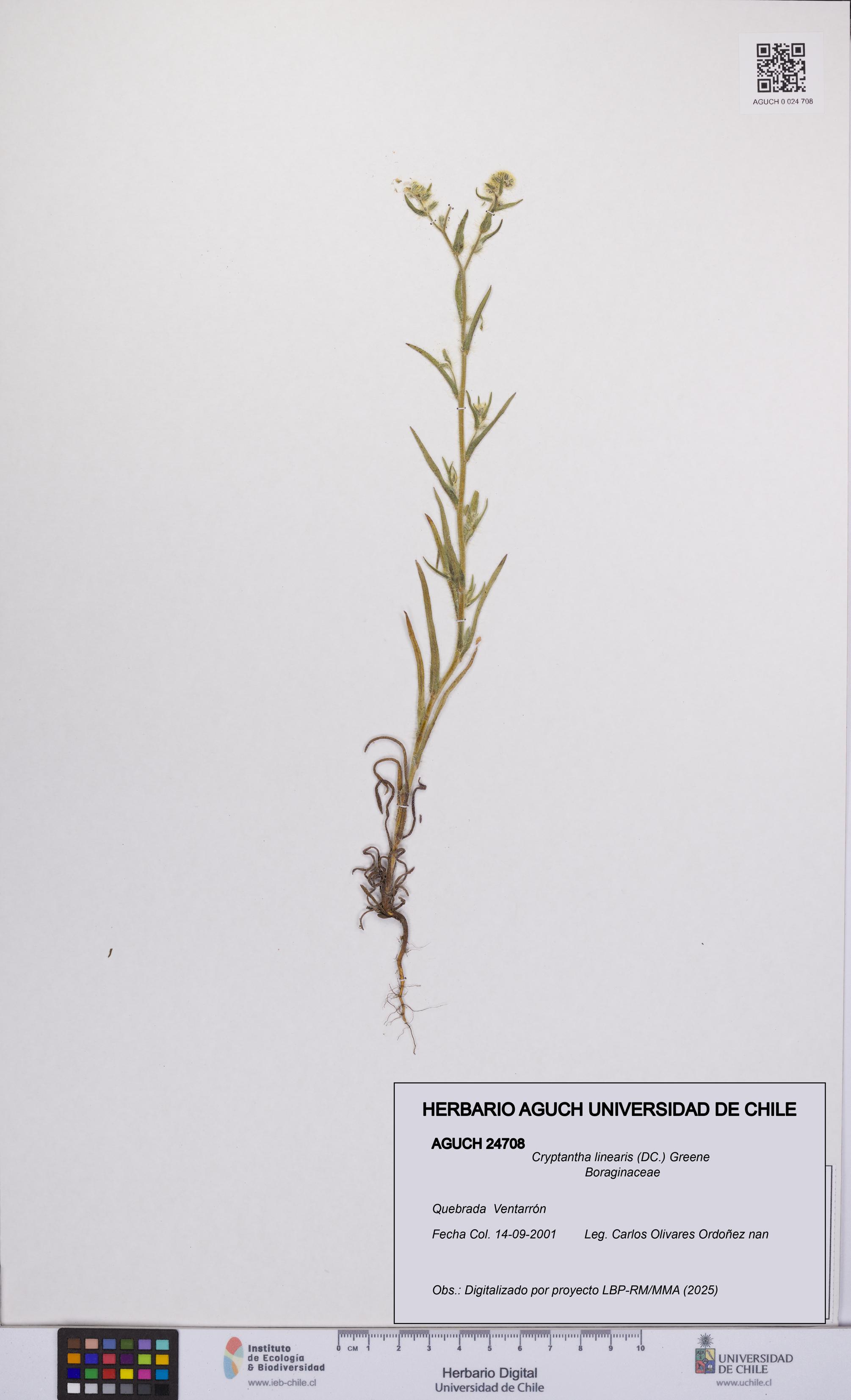 Cryptantha linearis [Espécimen: UCH:AGUCH:0024708]