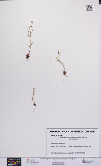 Plagiobothrys myosotoides [Espécimen: UCH:AGUCH:0024709]