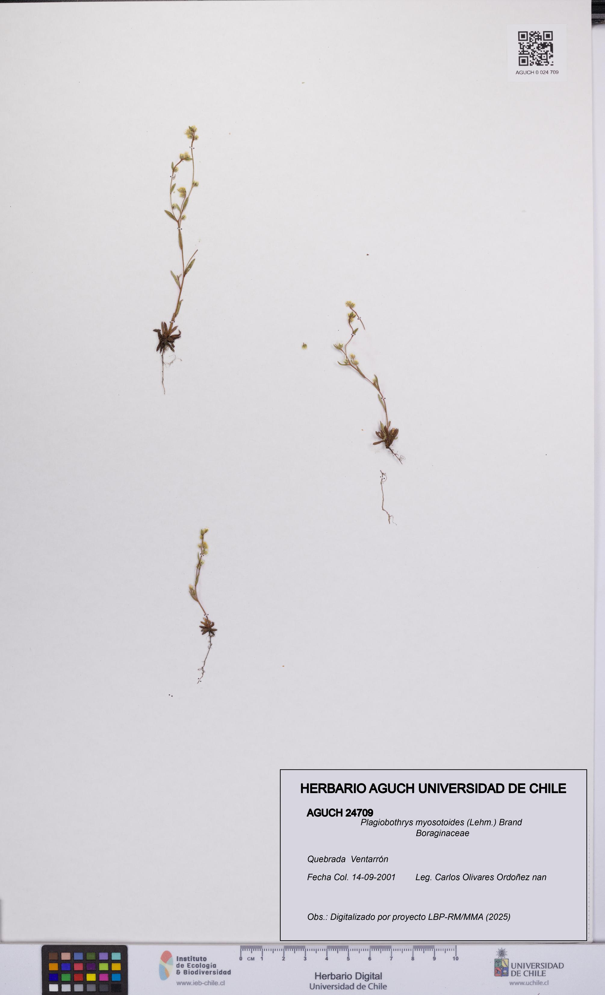 Plagiobothrys myosotoides [Espécimen: UCH:AGUCH:0024709]