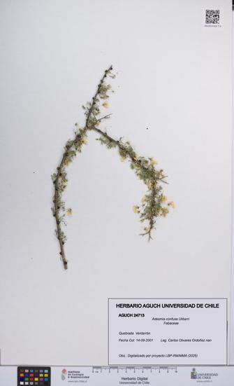 Adesmia confusa [Espécimen: UCH:AGUCH:0024713]