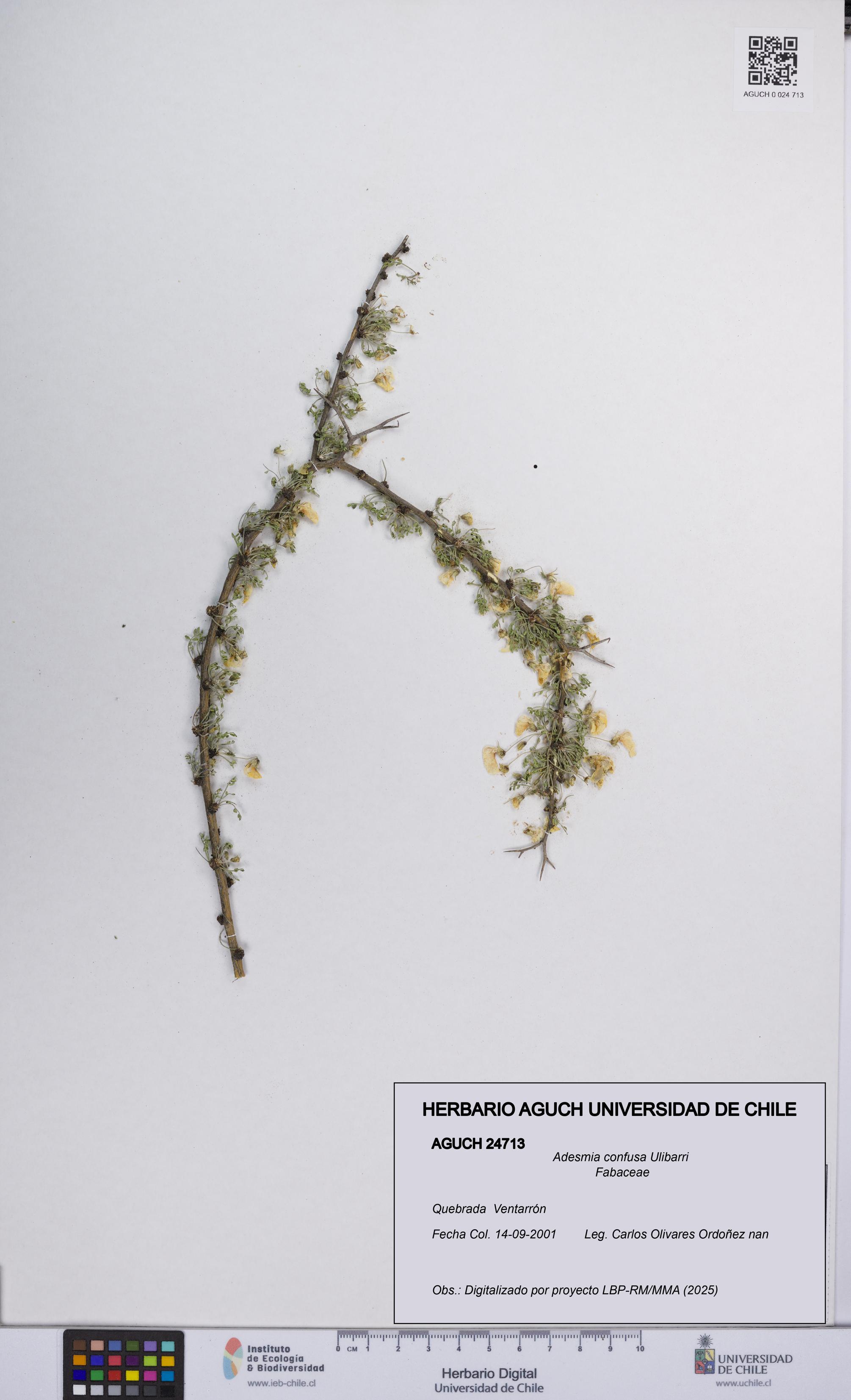 Adesmia confusa [Espécimen: UCH:AGUCH:0024713]