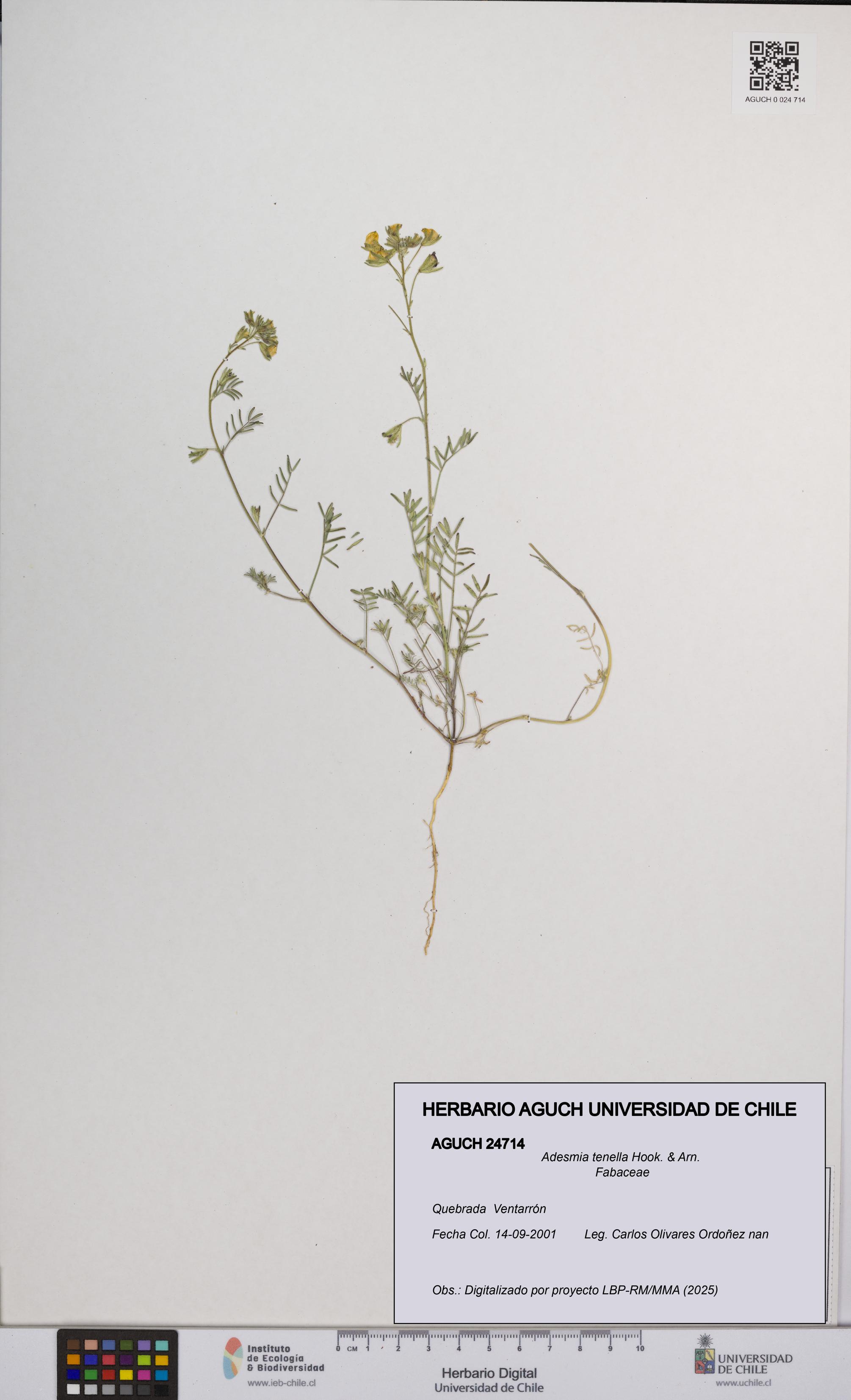 Adesmia tenella [Espécimen: UCH:AGUCH:0024714]