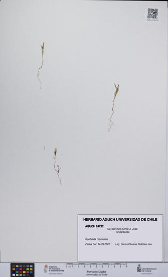 Gayophytum humile [Espécimen: UCH:AGUCH:0024722]