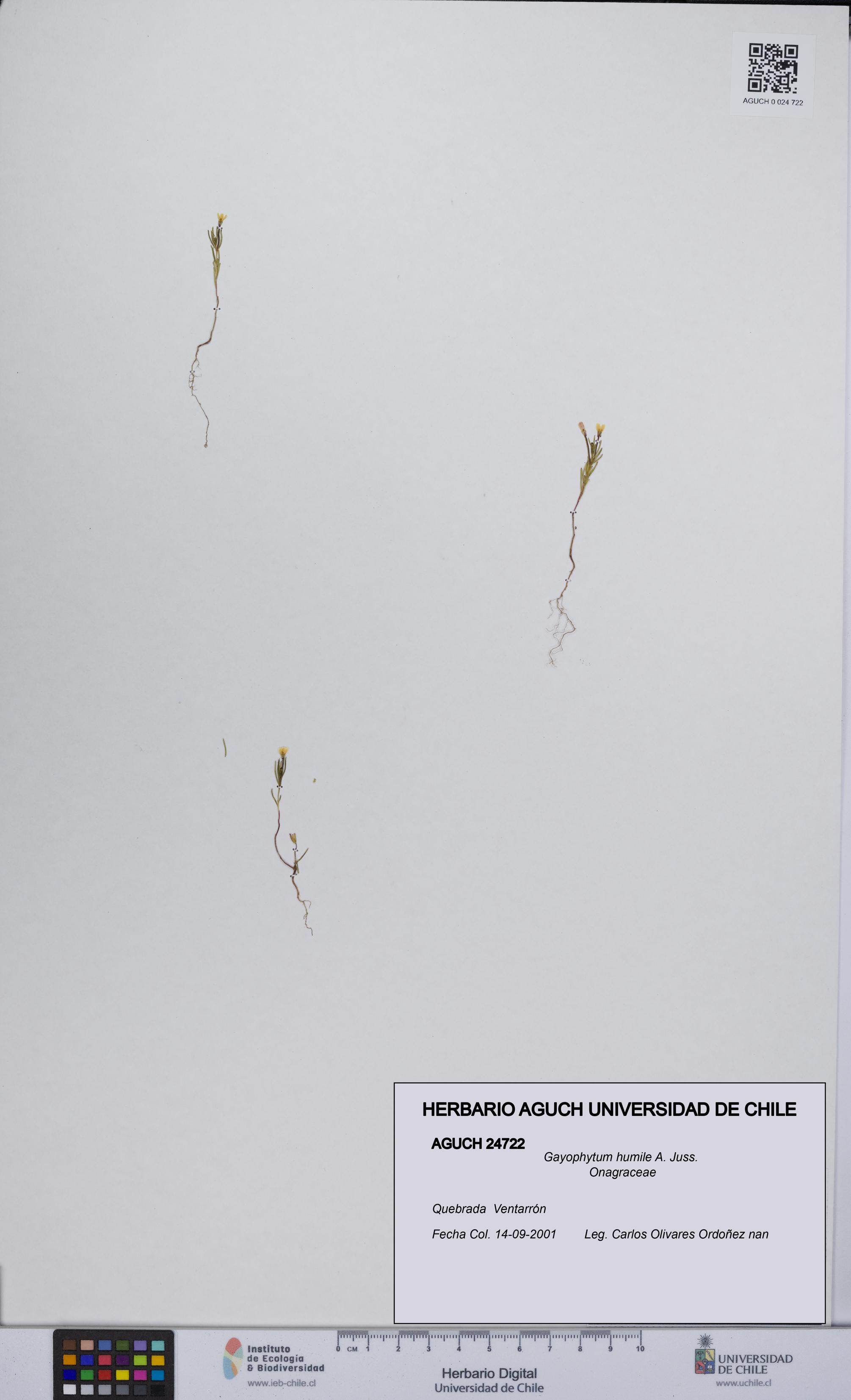 Gayophytum humile [Espécimen: UCH:AGUCH:0024722]