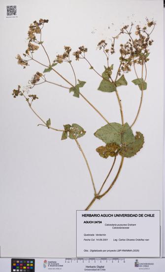 Calceolaria purpurea [Espécimen: UCH:AGUCH:0024724]