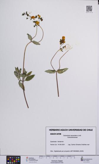 Calceolaria ascendens [Espécimen: UCH:AGUCH:0024726]