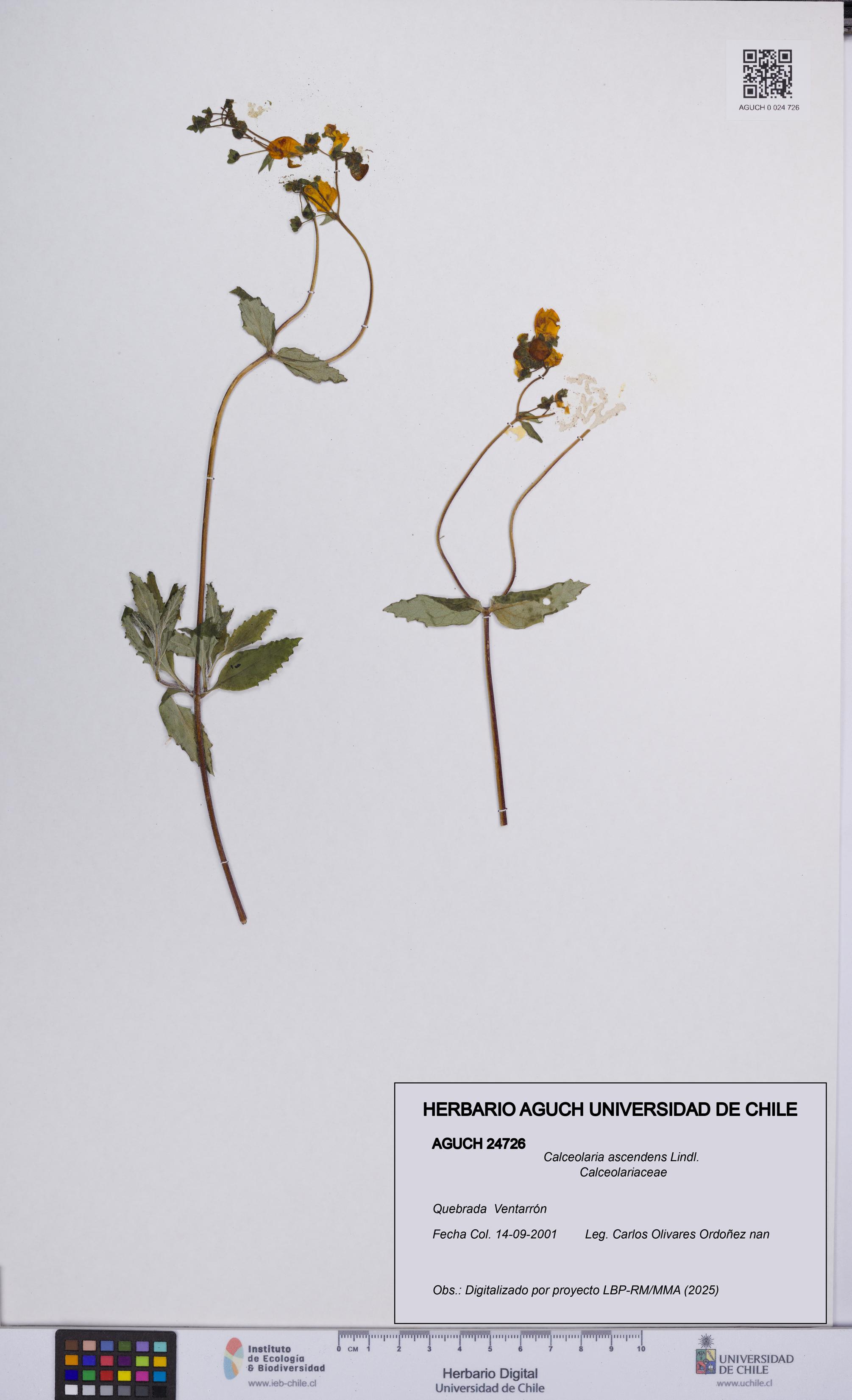 Calceolaria ascendens [Espécimen: UCH:AGUCH:0024726]