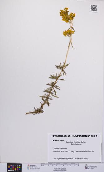 Calceolaria thyrsiflora [Espécimen: UCH:AGUCH:0024727]